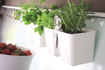 Picture of Flower pot for herbs Twins Cube 2.5l